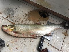泡椒翘壳鱼-笑红饭庄