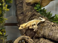 -酷以爬仙阁实体爬宠店·守宫·蜥蜴·专业繁育