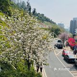 樱花已谢，游乐园永存