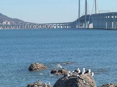 -星海湾跨海大桥