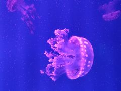 -福州罗源湾海洋世界旅游区