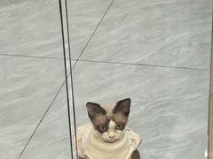 -瑞鹏宠物医院·骨科·猫科·内科(第一中心)