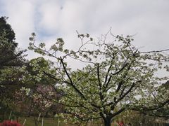 -南山植物园