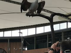 -新加坡飞禽公园
