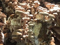 -二荆条·蜀鲜汇城市森林火锅