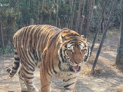 -上海野生动物园老虎餐厅