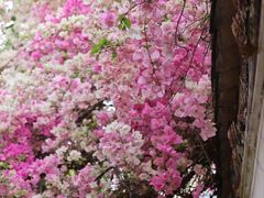 -深圳国际园林花卉博览园