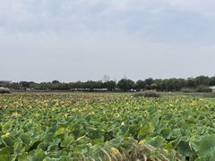 -天津东丽湖风景区