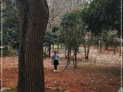 -上海佘山国家森林公园天马山园