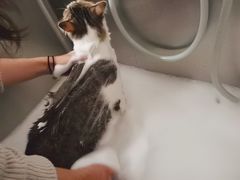 -1013 PET SHOP精品宠物商店(丁香店)