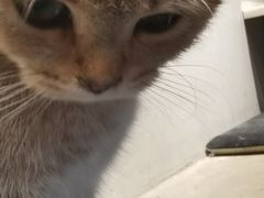 -浣熊柯尔鸭土拨鼠·电玩咖
