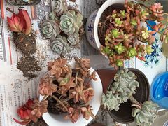 -龙大花卉苗木市场