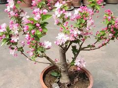 -同彬烧烤(菜园中心街店)