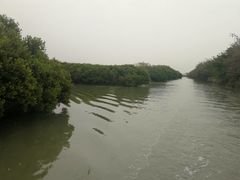 -大湾区中央湿地公园