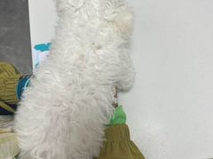 -瑞派中心宠物医院·CT·核磁·神经专科