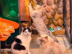 -猫咪博物馆(顶澳仔猫街店)
