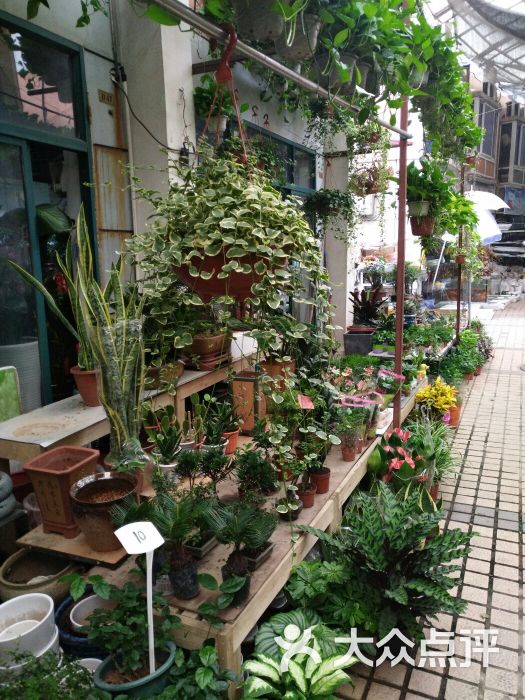 岚灵花鸟市场(灵石路店)图片 - 第3张