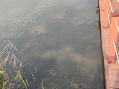 -芒洲湿地公园