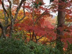 -常寂光寺