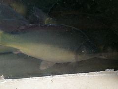 android_upload_pic-抚仙湖野生菌石锅鱼(腾冲总店)