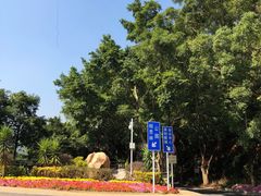 -银湖山郊野公园-相思林