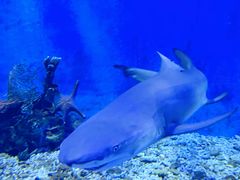 -太平洋海底世界