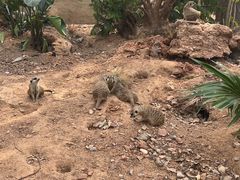 -成都动物园
