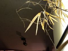 -江湖边·小生活