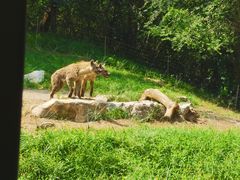 -北京野生动物园