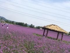-紫颐香薰山谷景区