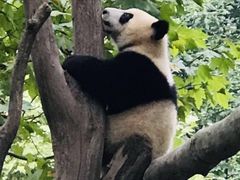 -都江堰中华大熊猫苑