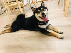 -柴迷FANS CLUB·柴犬狗咖·猫咖