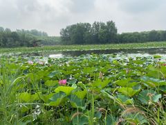 -东郊湿地公园