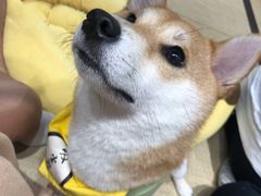 -逗柴咖啡屋·狗咖猫咖宠物桌游