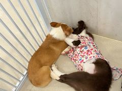 -共舞时光猫咖·狗咖(新街口店)