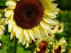 -奥林匹克森林公园北园-停车场