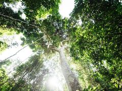 -西双版纳原始森林公园
