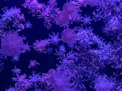 -珠海长隆海洋王国