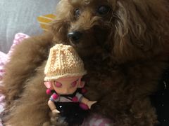 -彩虹桥宠物火化殡葬善终服务(金乐大厦店)