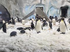 -珠海长隆海洋王国