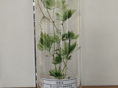 -广西壮族自治区药用植物园