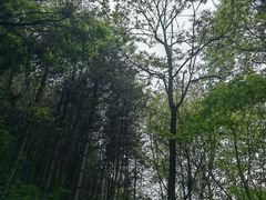 -王顺山国家森林公园