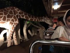 -清迈夜间动物园