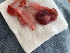 -萌兽医馆·宠物医院·猫骨科(创景店)