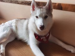 -Husky Go! 哈士奇体验馆·宠物咖啡厅狗咖