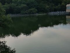 -金花茶公园