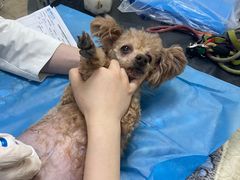 -美联众合动物医院·24h转诊中心
