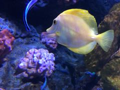 -暹罗海洋世界