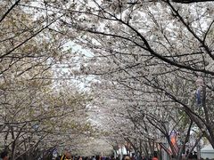 -高东镇樱花园