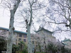 -武汉大学-樱园
